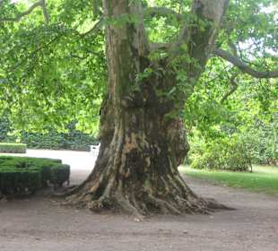 Park przy Pałacu w Nieborowie