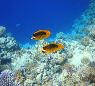 Nierozłączne rybki