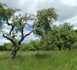 Eindruck vom Spaziergang Ostheimer Streifberg-Tour