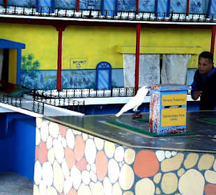 Manati Park, Papagaien Show