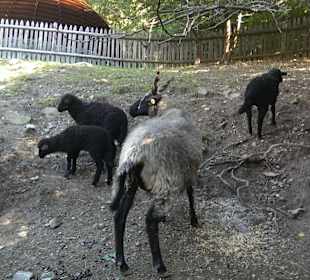 Ziegenpark