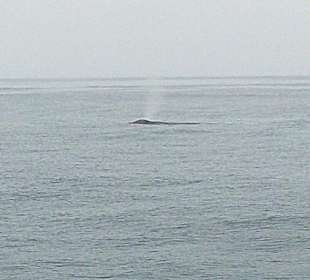 Blauwale vor Los Angeles