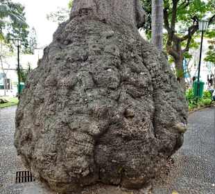 Impressionen aus dem Stadtpark von Funchal