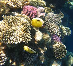 Am Hausriff Dreams Beach Resort & Dreams Vacation Resort