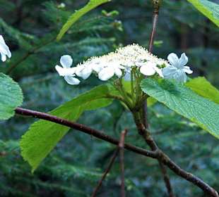 Algonquin Provincial Park, Whiskey Rapids Trail.