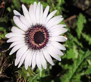 Rundgang durch den Botanischen Garten Hamburg