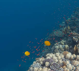Schnorcheln Marsa Alam