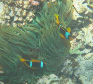 Hausriff Arabia Azur