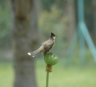 Tierwelt im Pampelmousse Garden