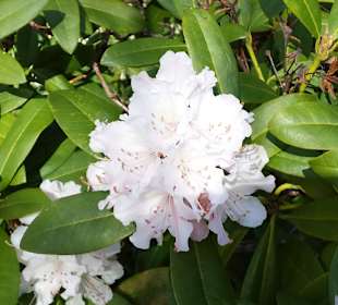 Frühling im Westfalenpark Dortmund