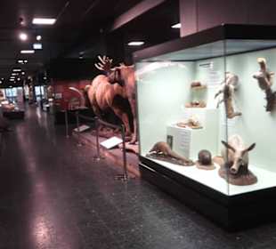 Zoologisches Museum