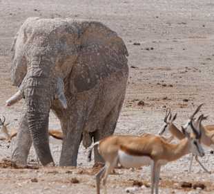 Etosha