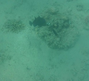 Schnorcheln Abu Soma