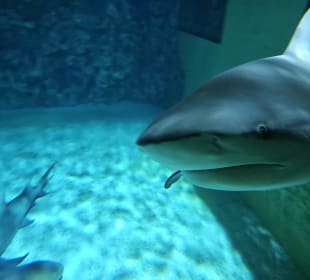 Meeresaquarium 