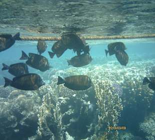 Reges Treiben am Hausriff!