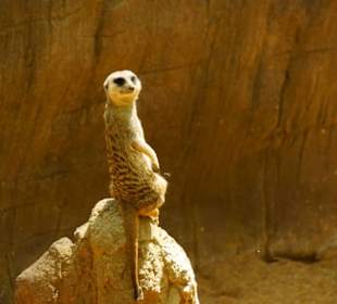 Schöner Zoo in Fuengirola