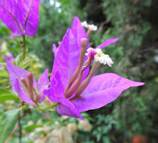 Impressionen aus dem Jardin des Plantes