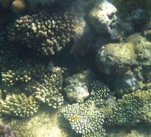 Riff Korallen - Hotel Citadel Azur Resort