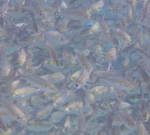 Schnorcheln Raja Ampat	