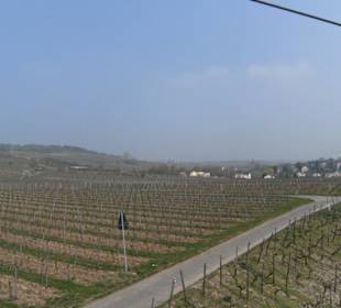 Schweben über Reben