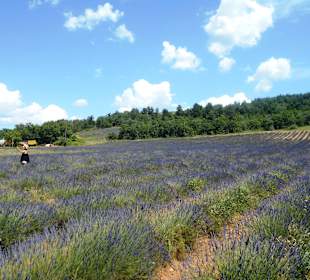 Lavendelfelder Sarraud