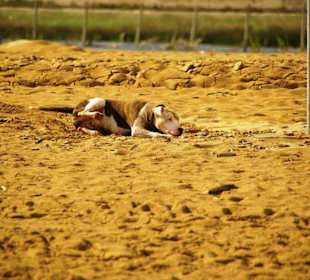 Jeder Hund willkommen
