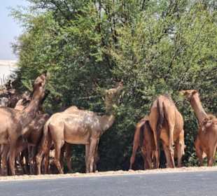 Agadir Excursions Rachid