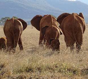 Unterwegs im Tsavo Ost