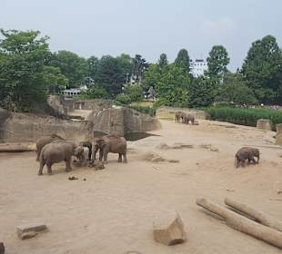 Zoologischer Garten Köln
