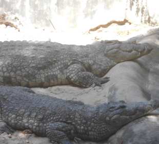 ...und wer satt ist kann im Schatten schlummern