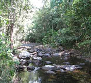 Dschungel Bach
