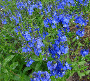 Spaziergang durch den Botanischen Garten Bremen