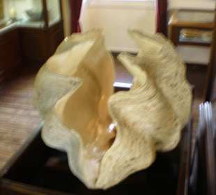 Kloster-Museum Riesenmuschel