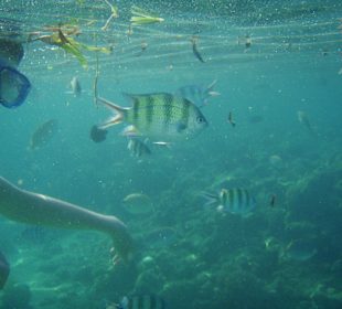 Unterwasserwelt