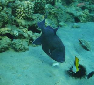 Blauer Drücker und Co. beim Frühstück