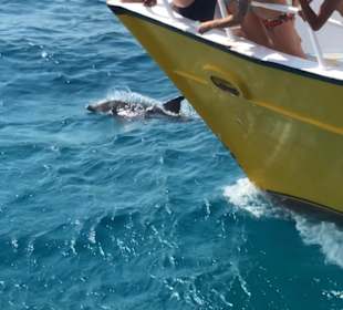 Delfin Tour Hurghada