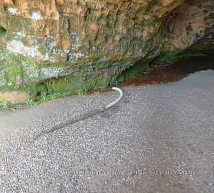 Der irritierende Wasserschlauch zur Gutmannshöhle