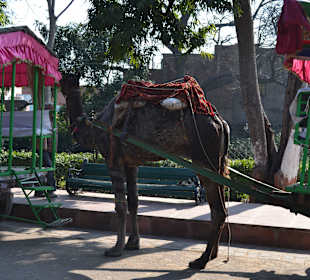 Zaparkowany wielbłąd