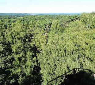 Blick vom Baumwipfelpfad Heide Himmel