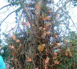 Wer kennt diesen Baum?