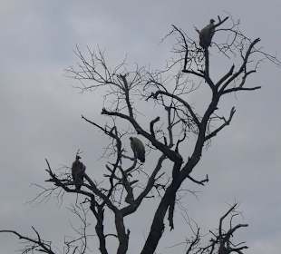 Geier warten auf ihr Fressen
