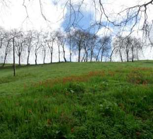 Dezember-Landschaft in Blandy`s Garden