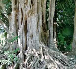 Sir Seewoosagur Ramgoolam Botanical Garden / Pamplemousses B
