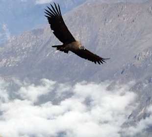 Condor Cross