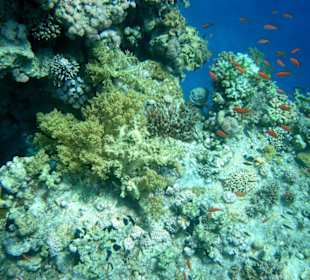 Wunderschöne Korallen gibts erst weiter links