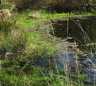 Impressionen aus der Gellener Torfmöörte