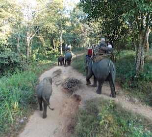 Elefantencamp Chiang Mai