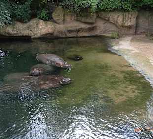 ZOO Hannover