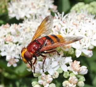 Impressionen aus dem Botanischen Garten Düsseldorf
