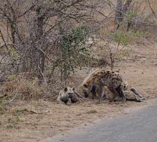 Krüger Nationalpark	
